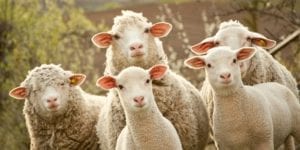 Sheep listen